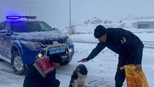 Jandarma ekipleri sokak ve yaban hayvanlarını unutmadı