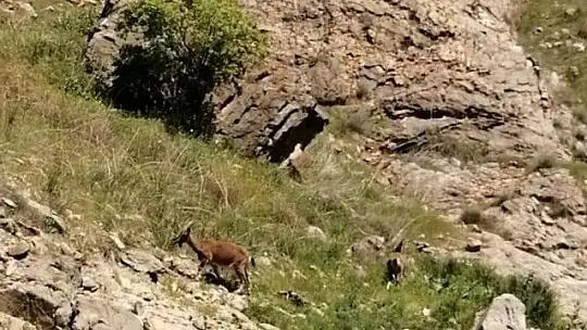 Kanyonlar, yaban hayatına ev sahipliği yapıyor