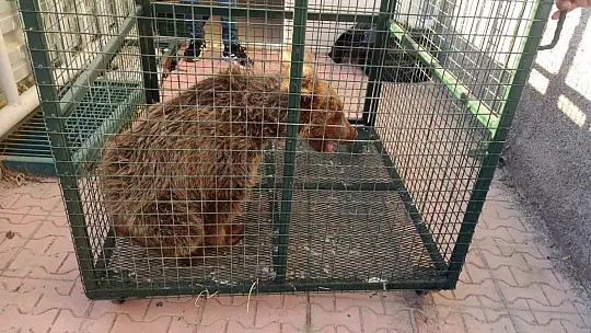 Kayalıklardan düşerek yaralanan yavru ayı 'Elfi' tedavisi için Bursa'ya gönderildi