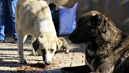 Kış geldi 850 hanelik köy 50'ye düştü