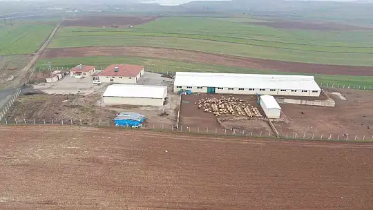 Köye yerleşen 3 çocuk annesi kadın devletten aldığı destekle çiftlik kurdu