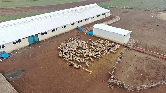 Köye yerleşen 3 çocuk annesi kadın devletten aldığı destekle çiftlik kurdu