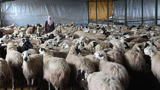 Köye yerleşen 3 çocuk annesi kadın devletten aldığı destekle çiftlik kurdu