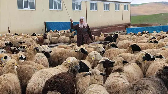 Köye yerleşen 3 çocuk annesi kadın devletten aldığı destekle çiftlik kurdu