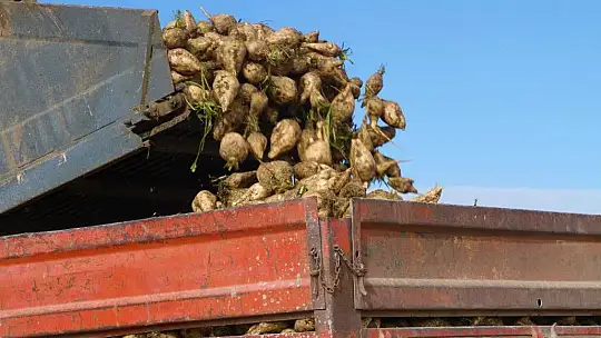 Kuraklık nedeni ile baraj gölünde sular çekildi, çiftçiler bölgeye şeker pancarı ekti