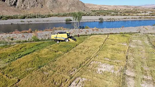 Kuruyan Murat Nehri'nde 150 gün suyun içinde yetişen pirinçte hasat zamanı