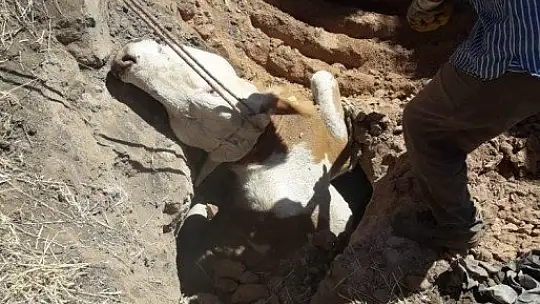 Kuyuya düşen inek kurtarıldı