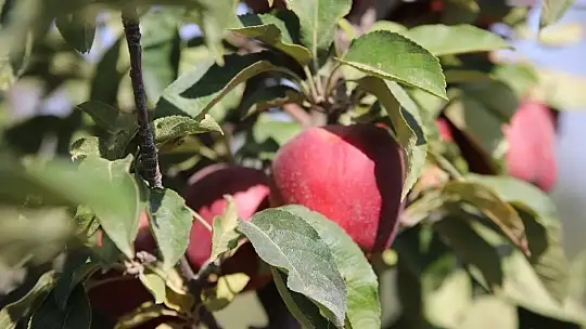Memurluğu bıraktı, modern tarımla kendi işinin patronu oldu