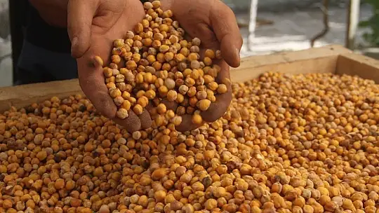 Nohudun meşe ateşinde başlayan yolculuğu