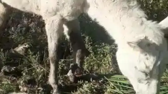 Ölüme terk edilen ayağı kırık at kurtarıldı