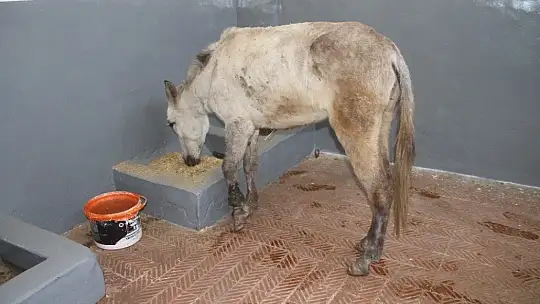 Ölüme terk edilen katır, hastanede tedavi altına alındı