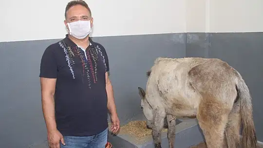 Ölüme terk edilen katır, hastanede tedavi altına alındı