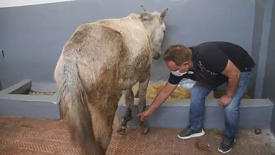 Ölüme terk edilen katır, hastanede tedavi altına alındı