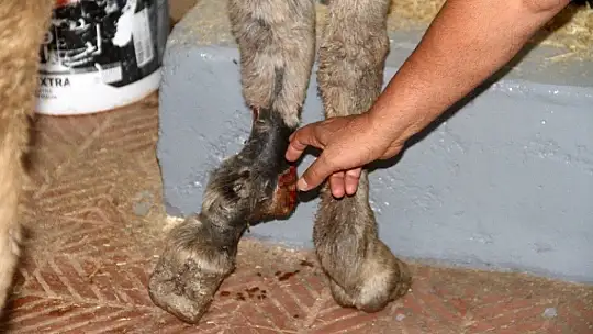 Ölüme terk edilen katır, hastanede tedavi altına alındı