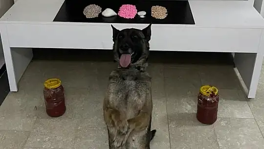 Salca bidonu içinde uyuşturucu sevkiyatı 'Nina'dan kaçmadı: 2 gözaltı