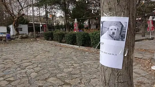 Sokak sokak gezerek kaybolan köpeğini arıyor