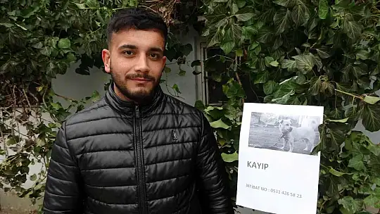 Sokak sokak gezerek kaybolan köpeğini arıyor