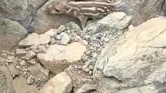 Yaban domuzunu gördü 'Pijamalarını giymiş' söylemi ile kahkahaya boğdu