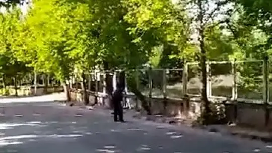 Yavrularını korumak isteyen kargalar vatandaşa zor anlar yaşattı