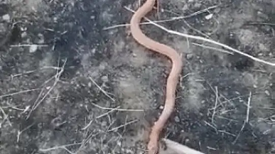 Yılanı gören köylülerin 'piton mu kobra mı' diyaloğu gülümsetti