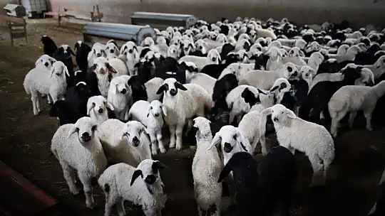 Yüzlerce kuzunun anneleriyle duygusal buluşması