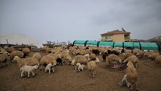 Yüzlerce kuzunun anneleriyle duygusal buluşması