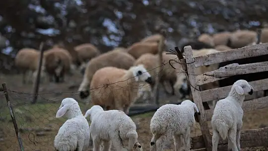 Yüzlerce kuzunun anneleriyle duygusal buluşması