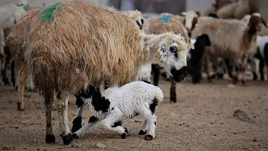 Yüzlerce kuzunun anneleriyle duygusal buluşması