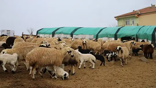 Yüzlerce kuzunun anneleriyle duygusal buluşması