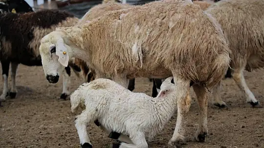 Yüzlerce kuzunun anneleriyle duygusal buluşması