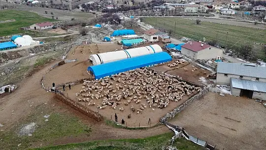 Yüzlerce kuzunun anneleriyle duygusal buluşması