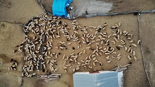 Yüzlerce kuzunun anneleriyle duygusal buluşması