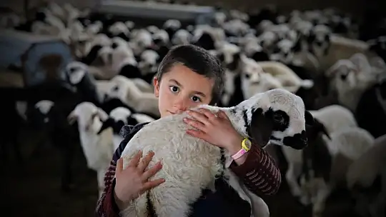 Yüzlerce kuzunun anneleriyle duygusal buluşması