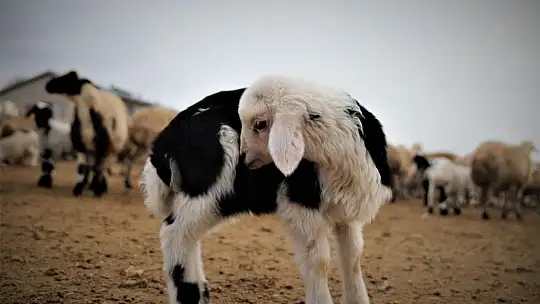 Yüzlerce kuzunun anneleriyle duygusal buluşması