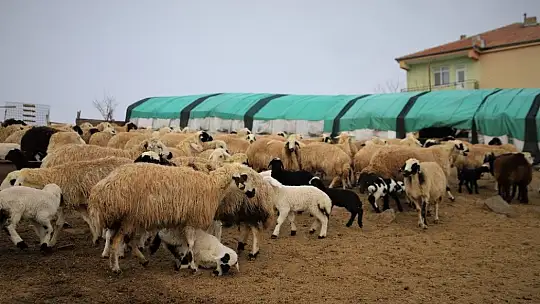 Yüzlerce kuzunun anneleriyle duygusal buluşması
