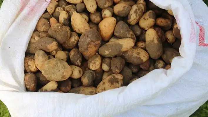 25 kilo salep soğanına 300 bin TL ceza kesildi