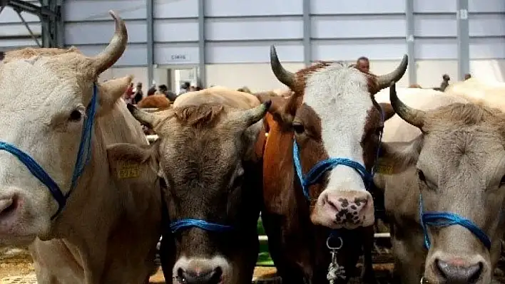 2025 yılı kurban fiyatları cep yakıyor!  Vatandaş kara kara düşünüyor