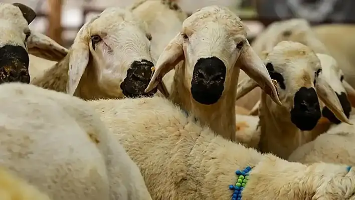 2025 Yılı vekâletle kurban kesim bedelleri açıklandı