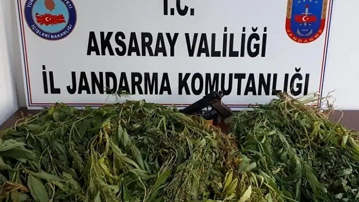 Aksaray'da hazine arazisine kenevir operasyonu: 2 gözaltı
