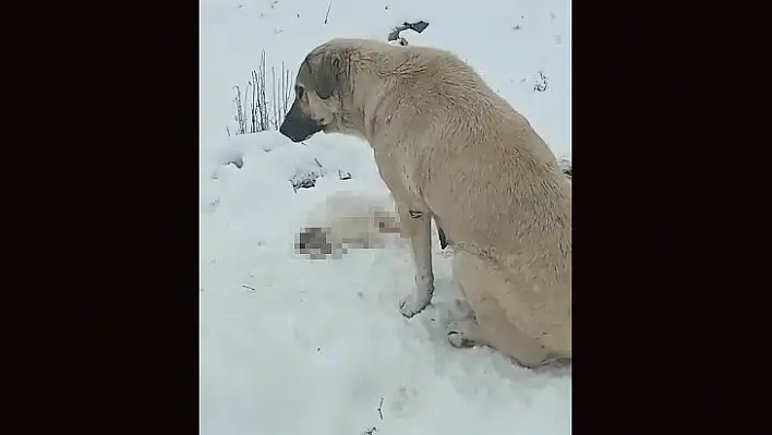 Anne köpek ölen yavrusunun başından ayrılmadı