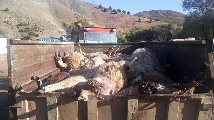 Tunceli'de ayılar, koyunların yarısını pençeleriyle öldürmüş