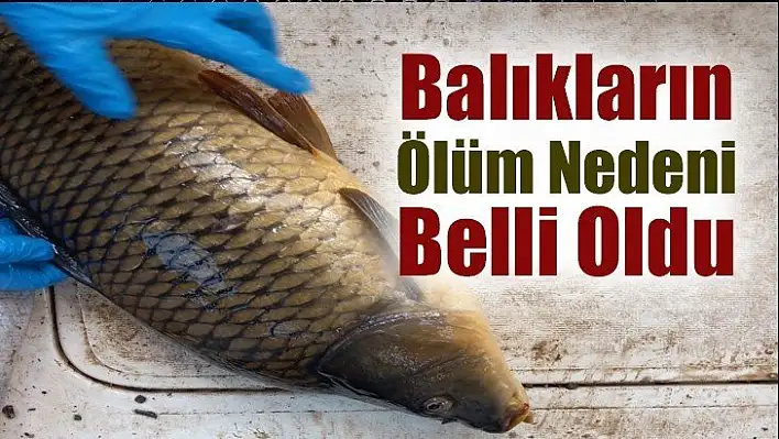 Balıkların ölüm nedeni belli oldu