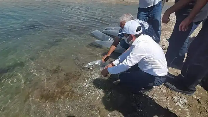 Baskil'de 300 bin sazan baraj gölüne bırakıldı