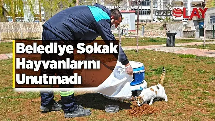 Belediye Sokak Hayvanlarını Unutmadı