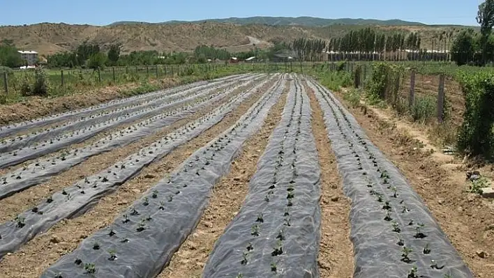 Bingöl'de 106 bin çilek fidesi yüzde 70 hibe ile dağıtıldı