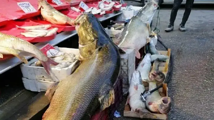 Biri 85, diğeri 55 Kilo