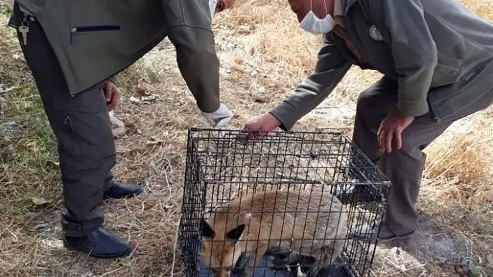 Bitkin halde bulunan tilki, tedavi edilip doğaya salındı