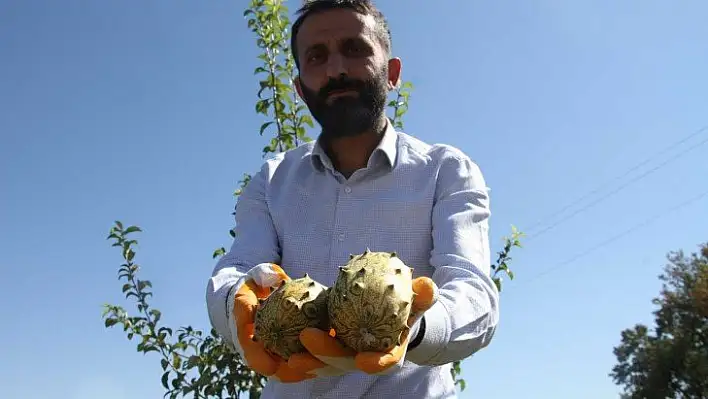 Bölgede ilki başardı, tropik Afrika meyvesi olan Kivano'yu yetiştirdi