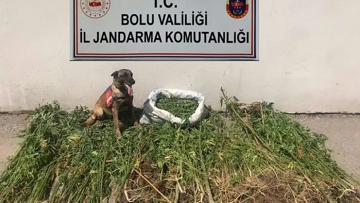 Bolu'da uyuşturucu operasyonu: 3 tutuklama