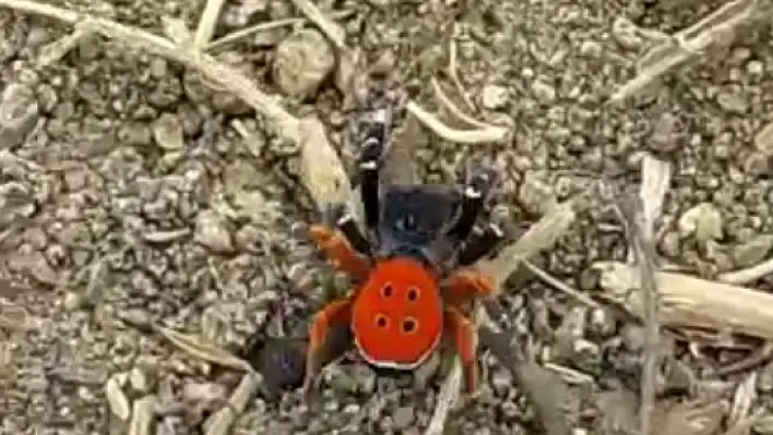 Bu 'Uğur böceği' o kadar da masum değil